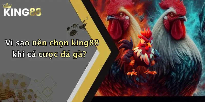 Vì sao nên chọn king88 khi cá cược đá gà?